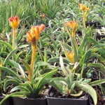 Seedlings - Kangaroo Paw