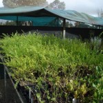 Acacia truncata
