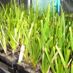 Coastal Sword Sedge (Lepidosperma gladiatum)