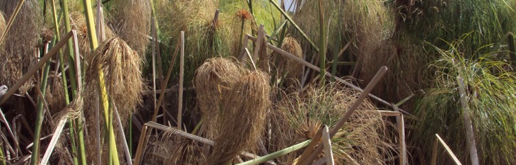 Weed Control