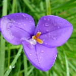 Patersonia occidentalis flower