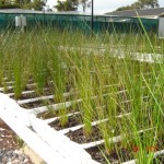 Sedge Strips