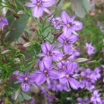 Flowering Thysanotus
