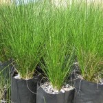 Juncus kraussii