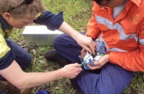 Fauna Monitoring- Stockland Fauna Monitoring- Stockland