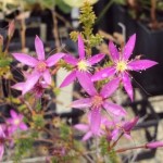 Calytrix fraseri