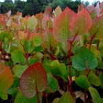 Eucalyptus caesia