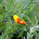 Flowering Jacksonia furcellata