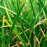 Lepidosperma gladiatum