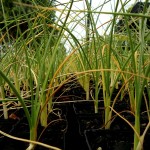 Spinifex longifolius